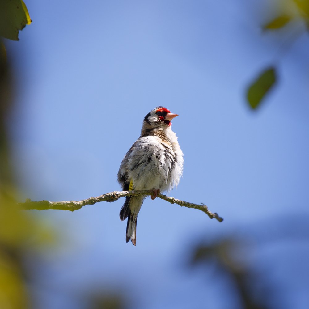 Фотография автора Gestal Marcos