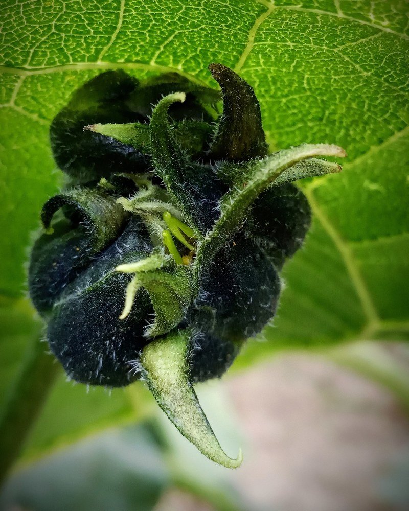 Photograph by Ланская Светлана