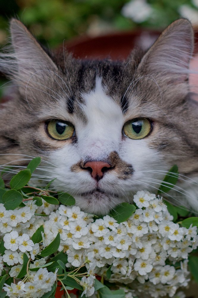 Photograph by Лис Ната