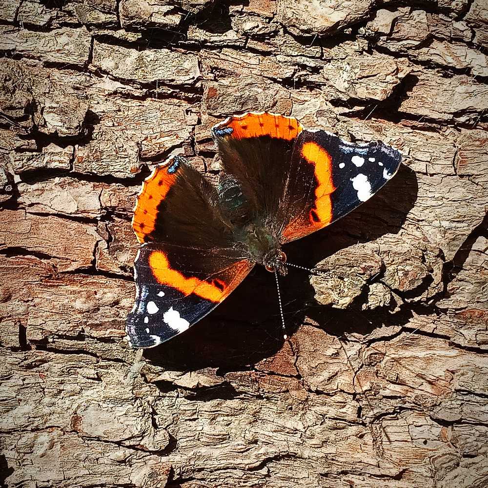 Photograph by Ланская Светлана