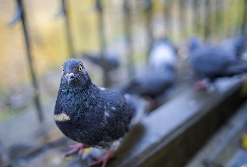 Photograph by Олесь