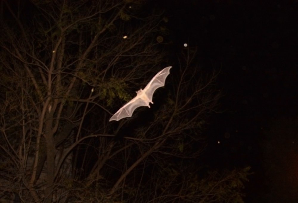 Фотография автора Ася Бабушкина