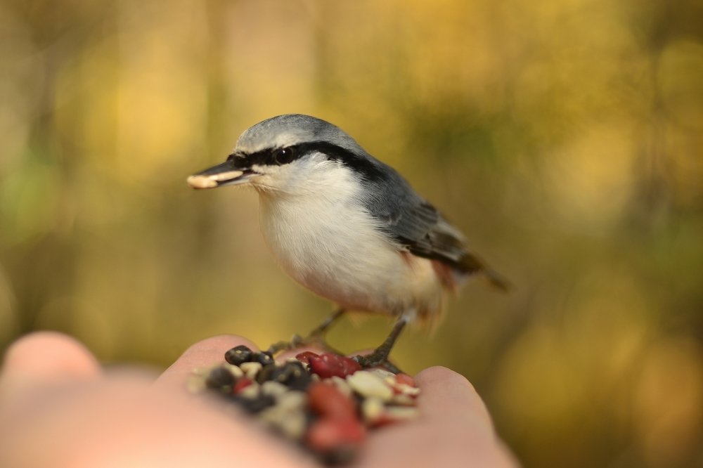 Обыкновенный поползень
