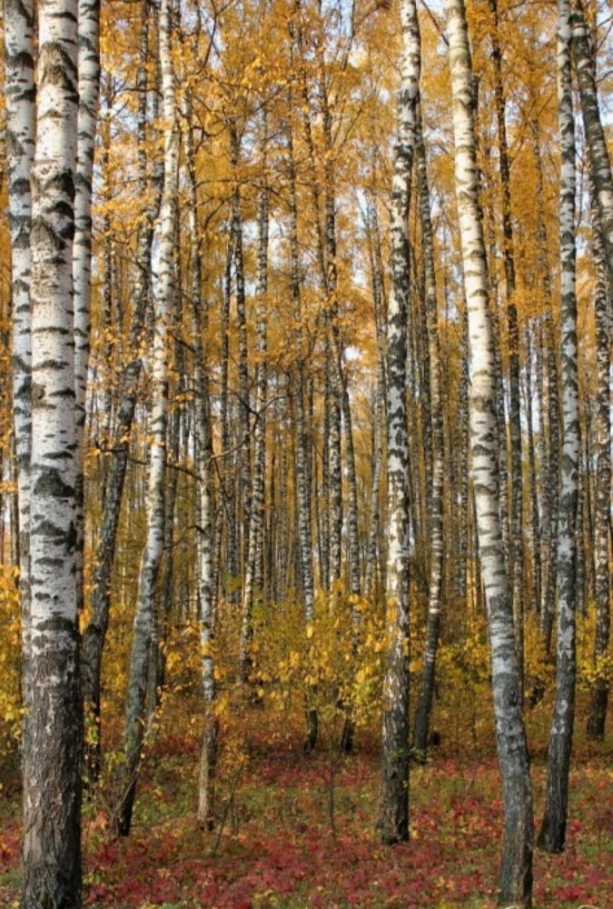 Photograph by Оксана Федулова