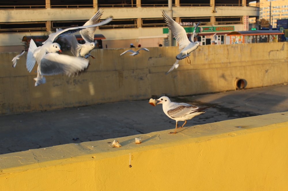 Photograph by Елена Кузнецова