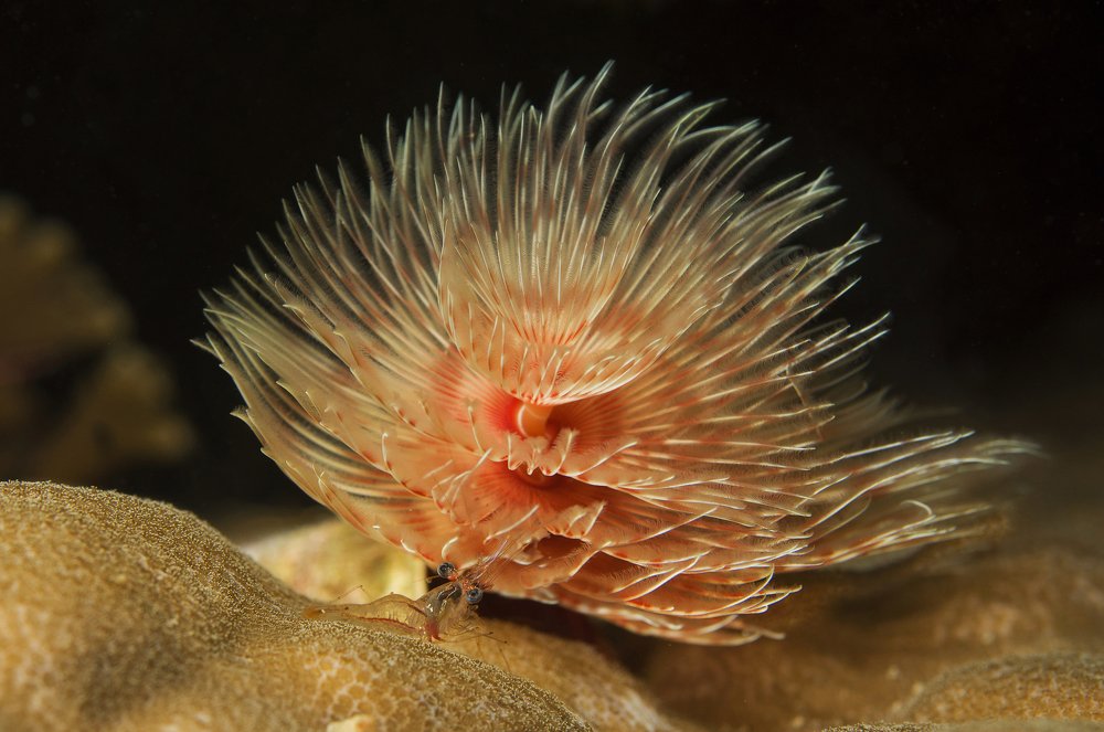 Фотография автора Димитрий Евтушик