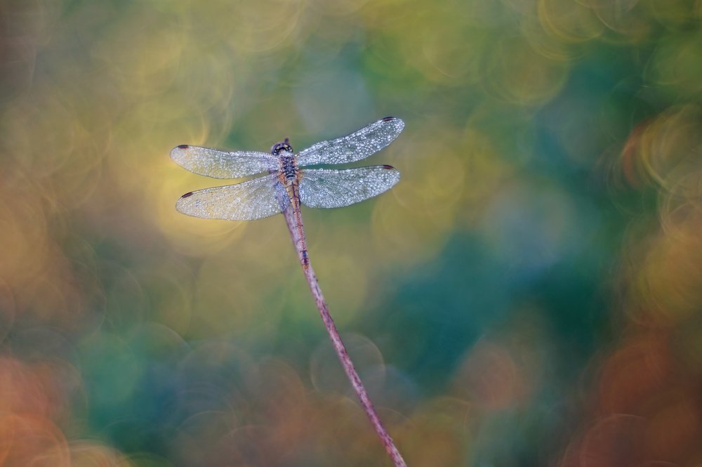 Photograph by Чепленко Алексей