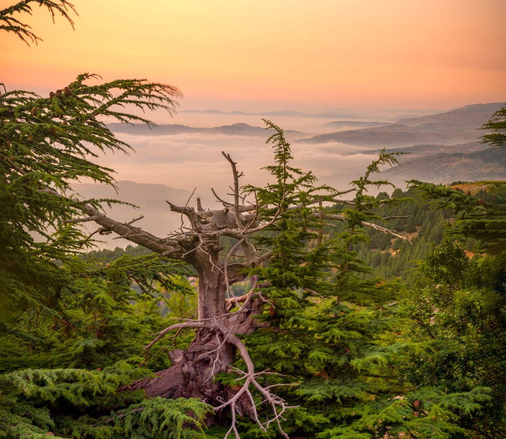 Photograph by Alaa Seif Eddine