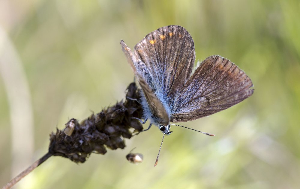 Photograph by Олесь