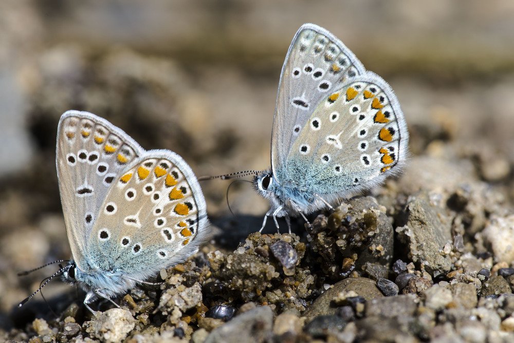 Photograph by Олесь