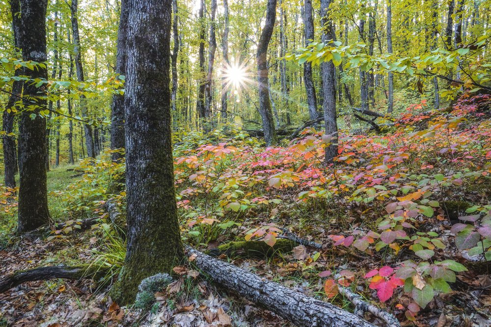 Photograph by Марина Гнедаш