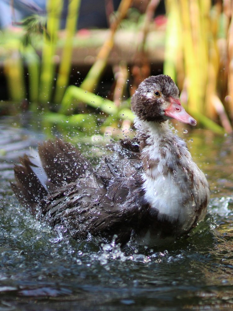 Утиное счастье