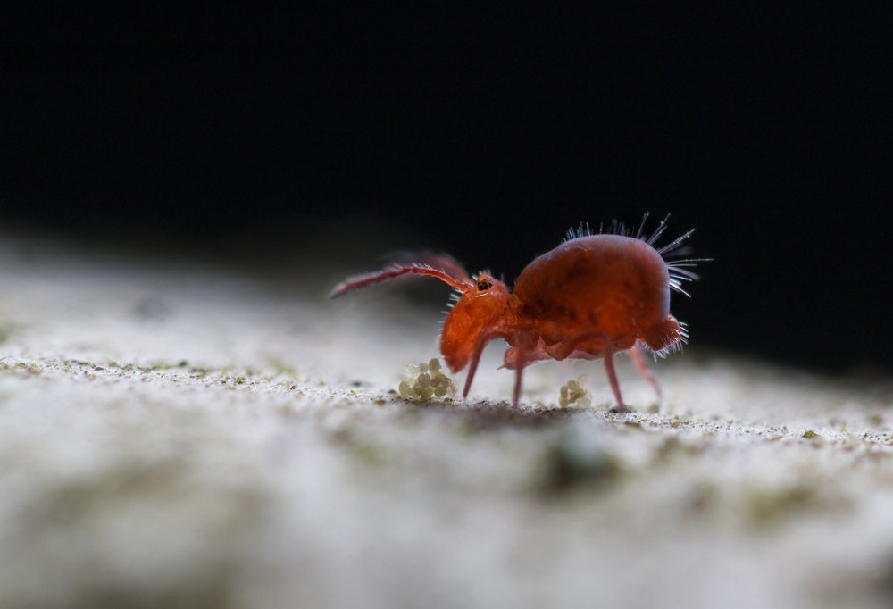 Мохнатый нянь