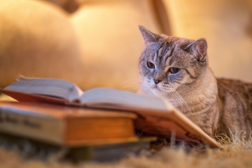 Читающие коты