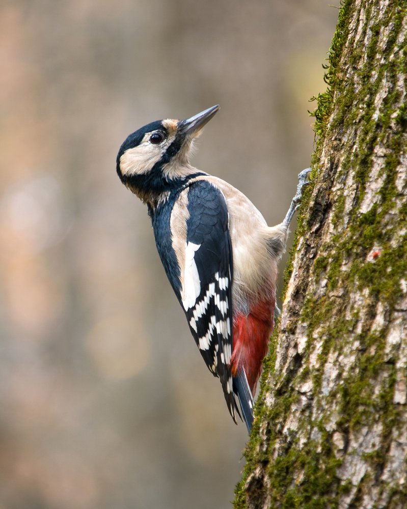 Большой пёстрый дятел