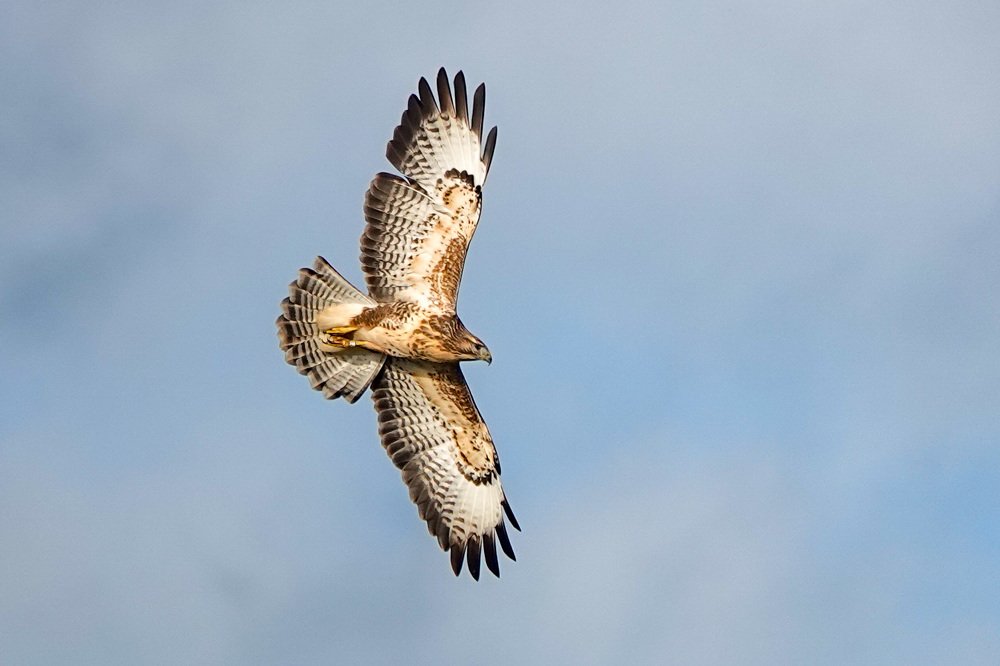 Photograph by Shirley Douwstra