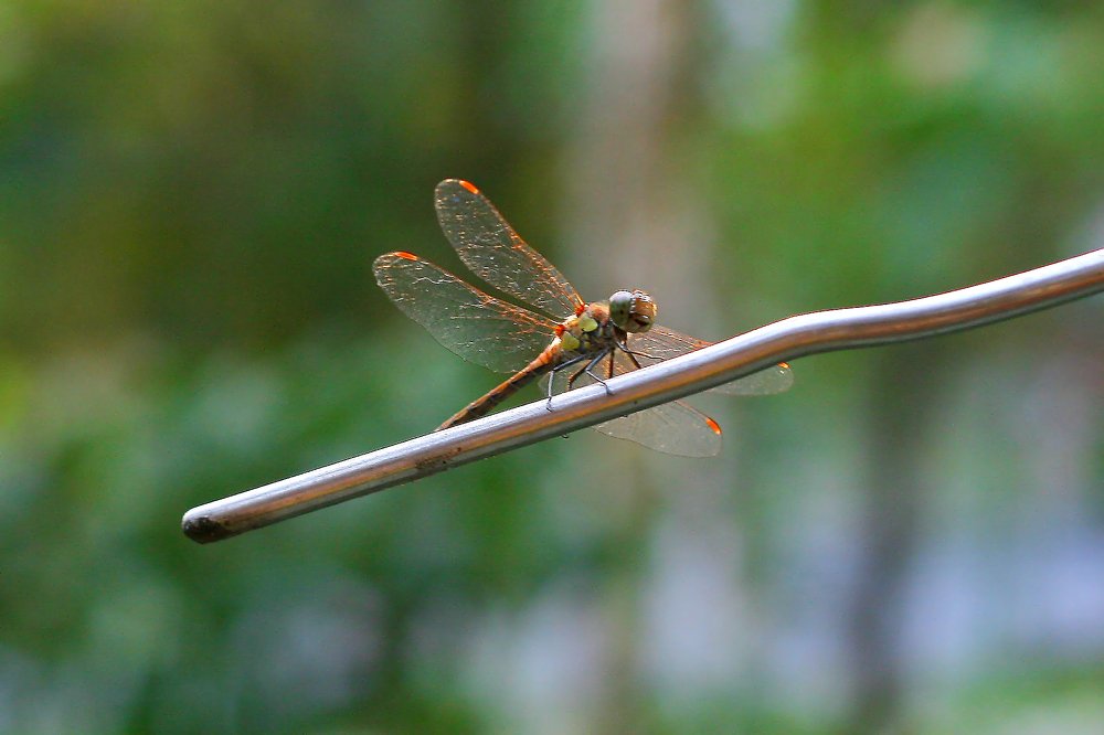 Танцовщица Мулен-Руж