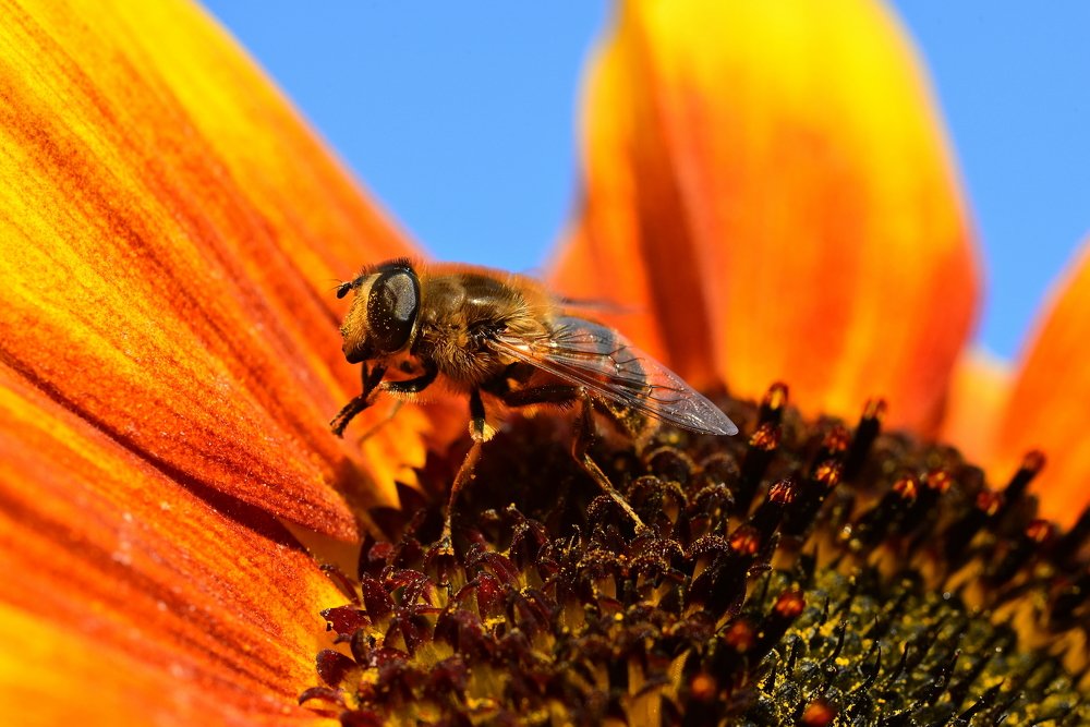Пчела сидит на подсолнухе