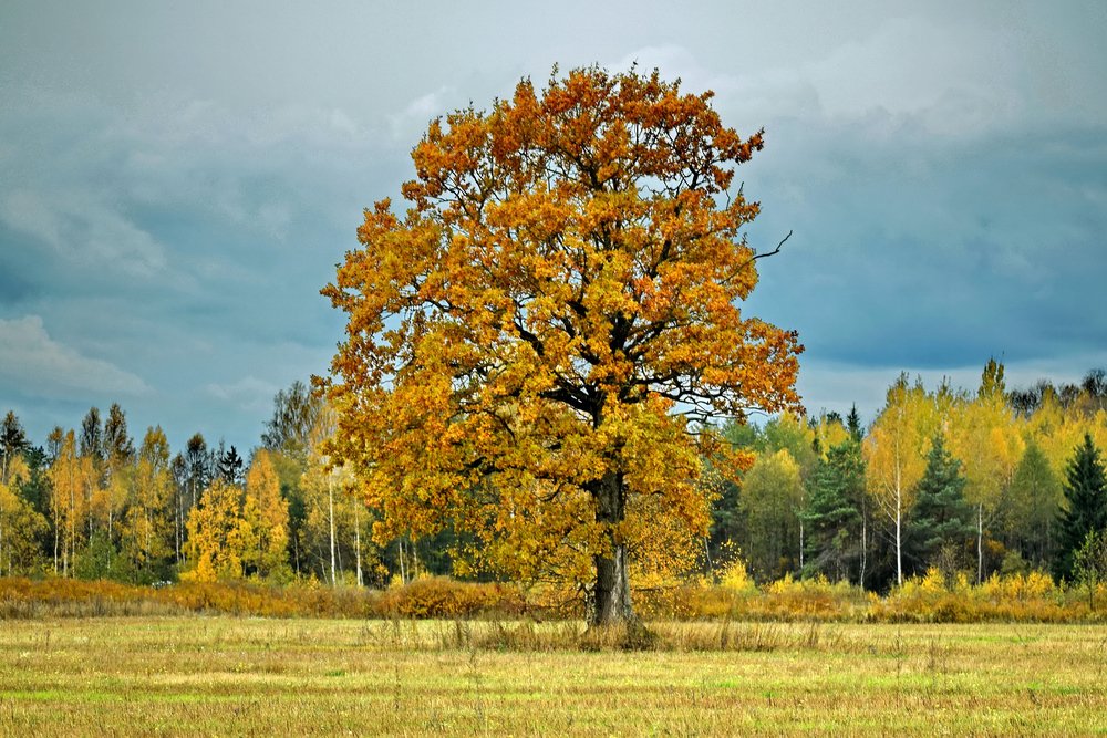 Autumn in Latvia 2020
