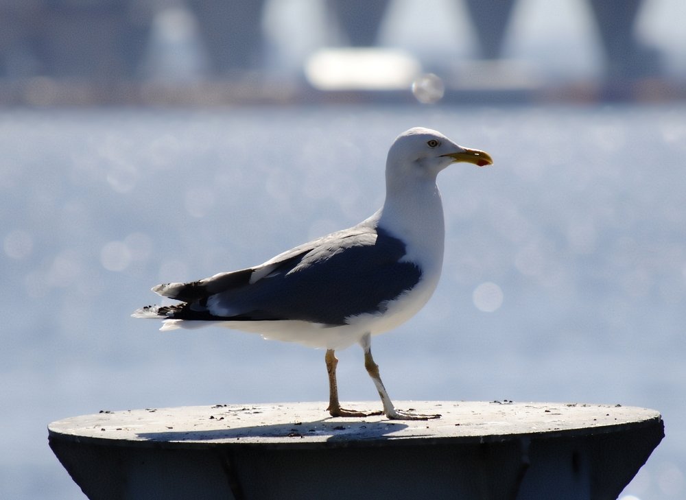 Фотография автора Альбина Хвастунова