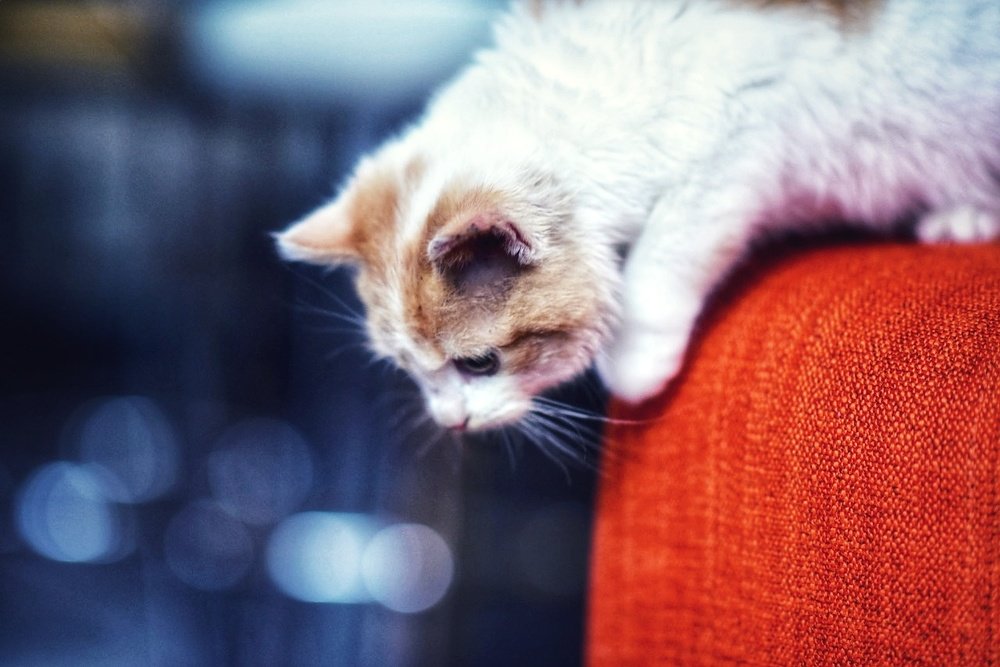 Photograph by Ольга Смагаринская