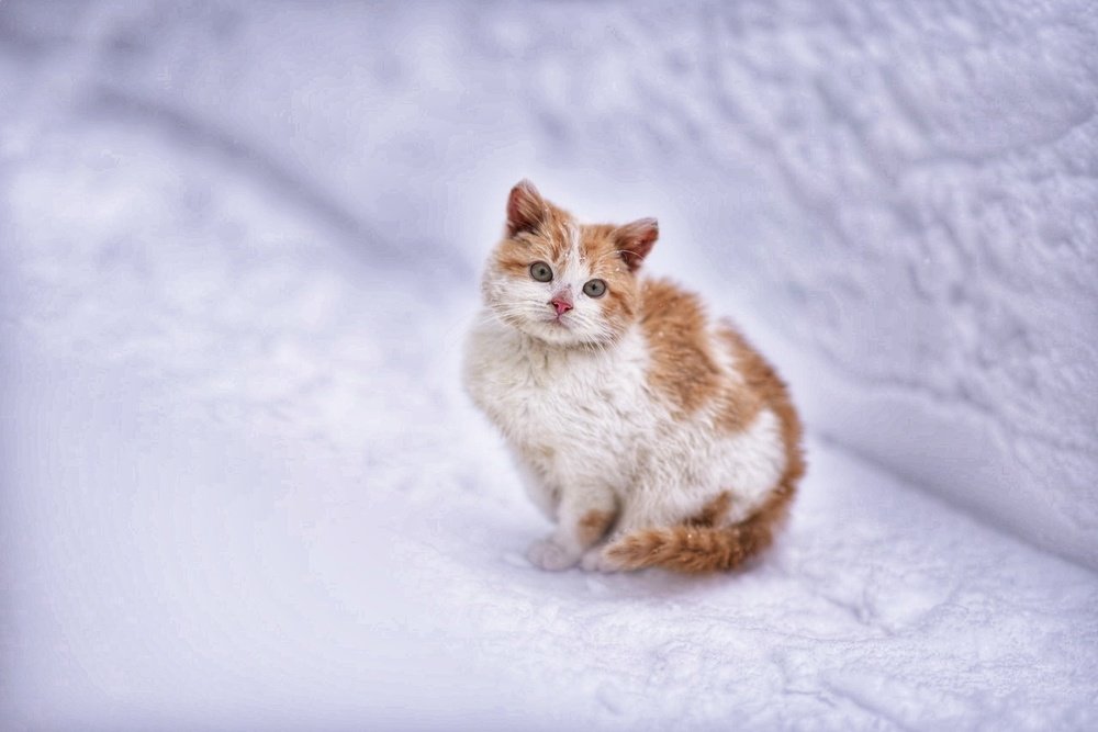 Photograph by Ольга Смагаринская