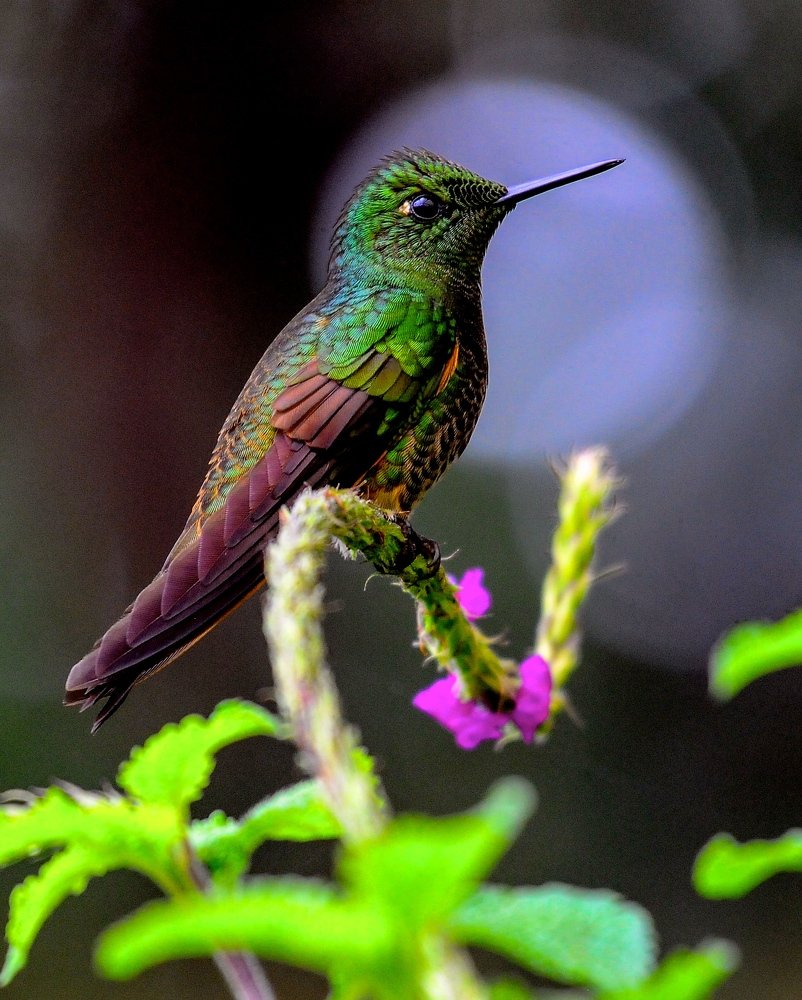 Photograph by Ricardo Ubico