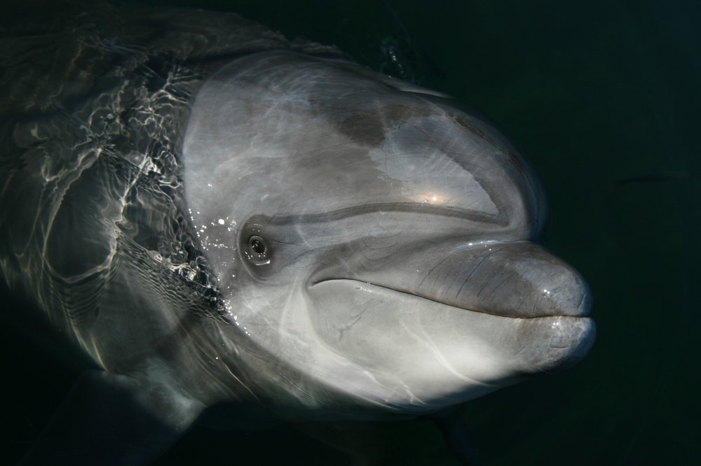 Photograph by Светлана Олина