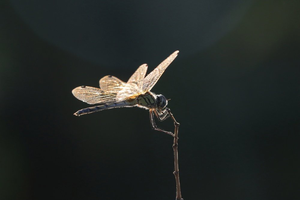 Photograph by Bapodara Sugha