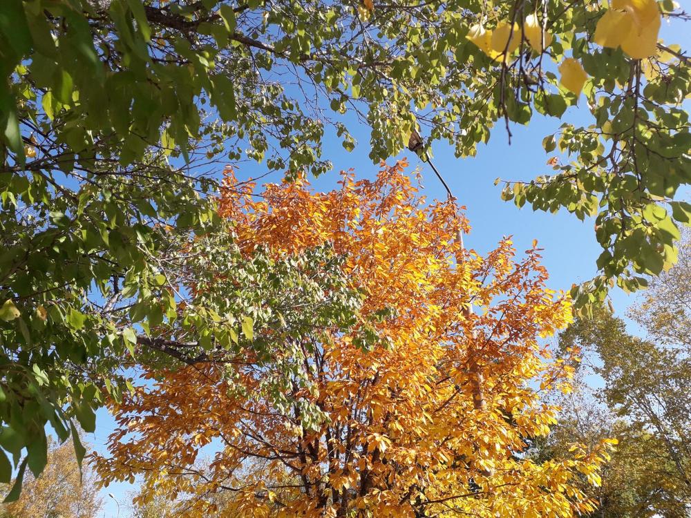 Золото осени