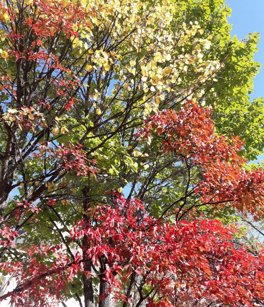 Краски осени.