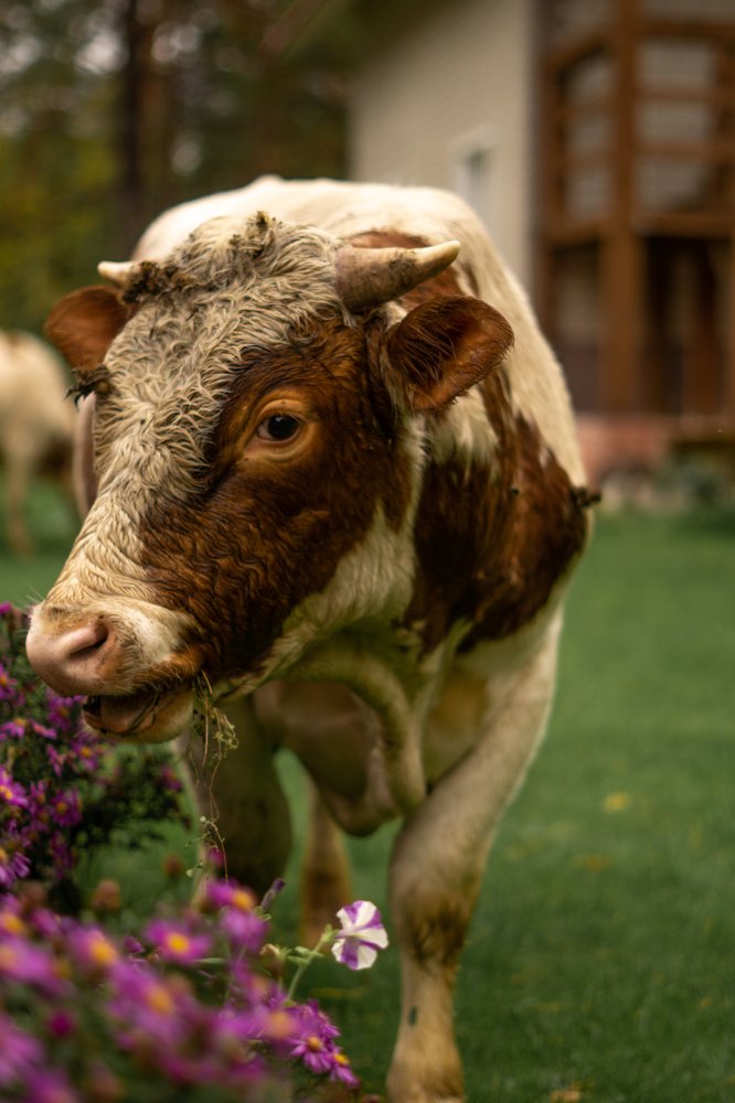 Photograph by Ольга Беспалько