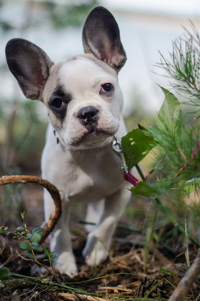 Французский бульдог Дина