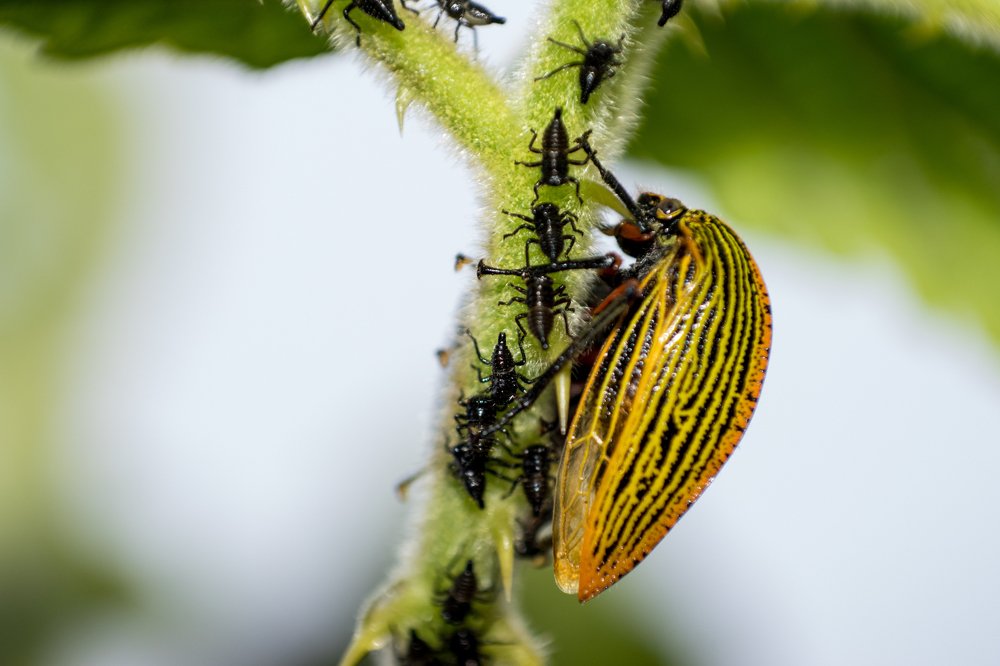 Фотография автора Jose Marcos Carvajal Tarazona