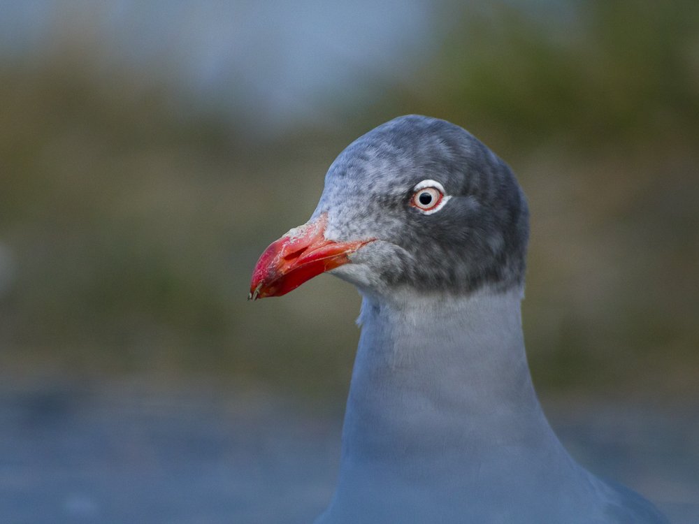 Photograph by Rodrigo Fredes