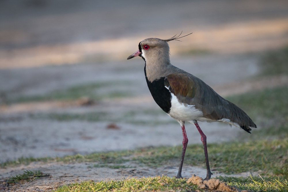 Photograph by Rodrigo Fredes