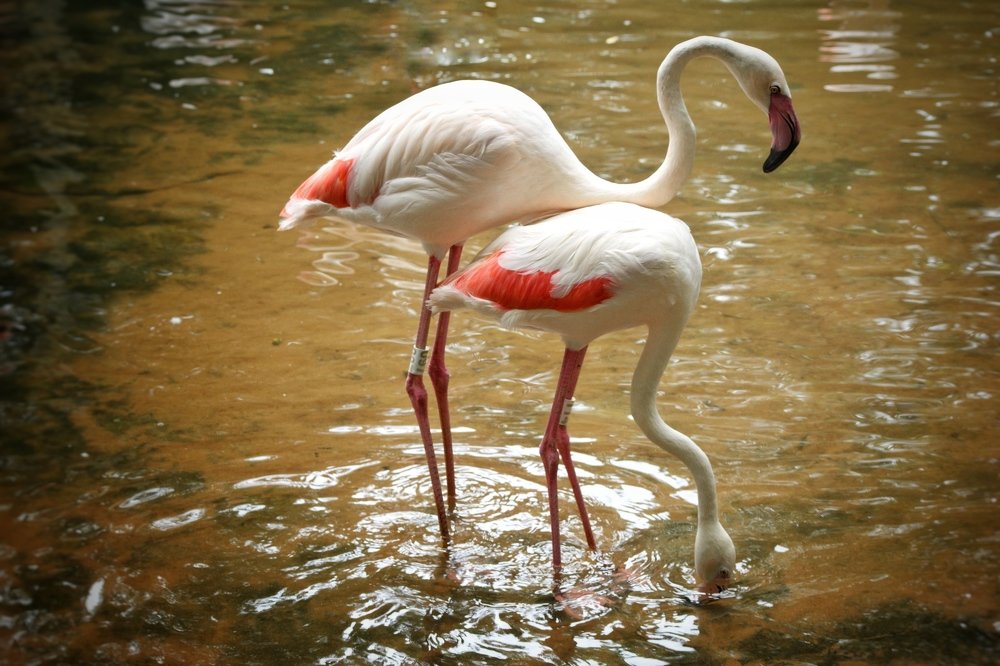 Flamingos in love