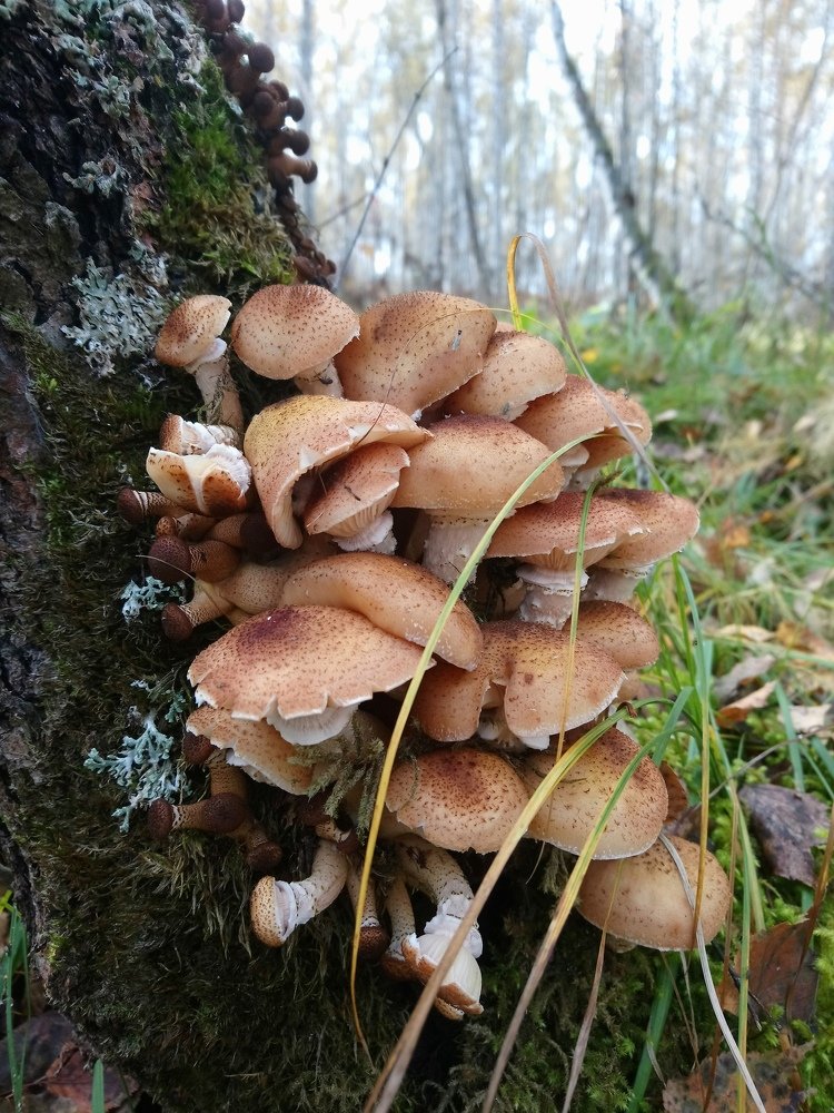 Photograph by Людмила Воропаева