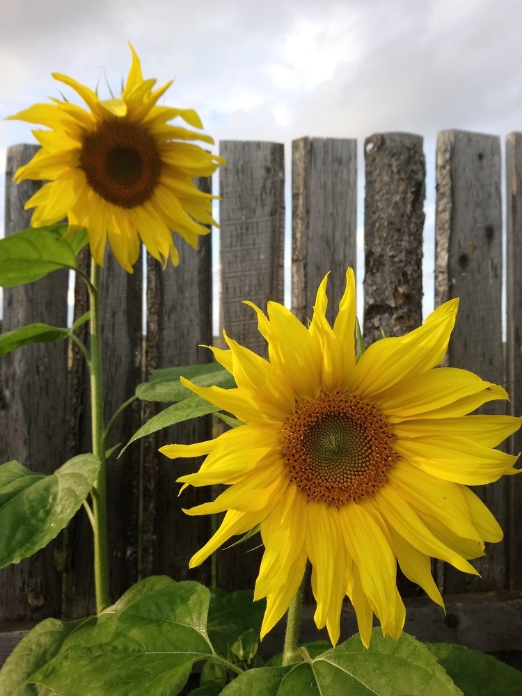 Photograph by Людмила Воропаева