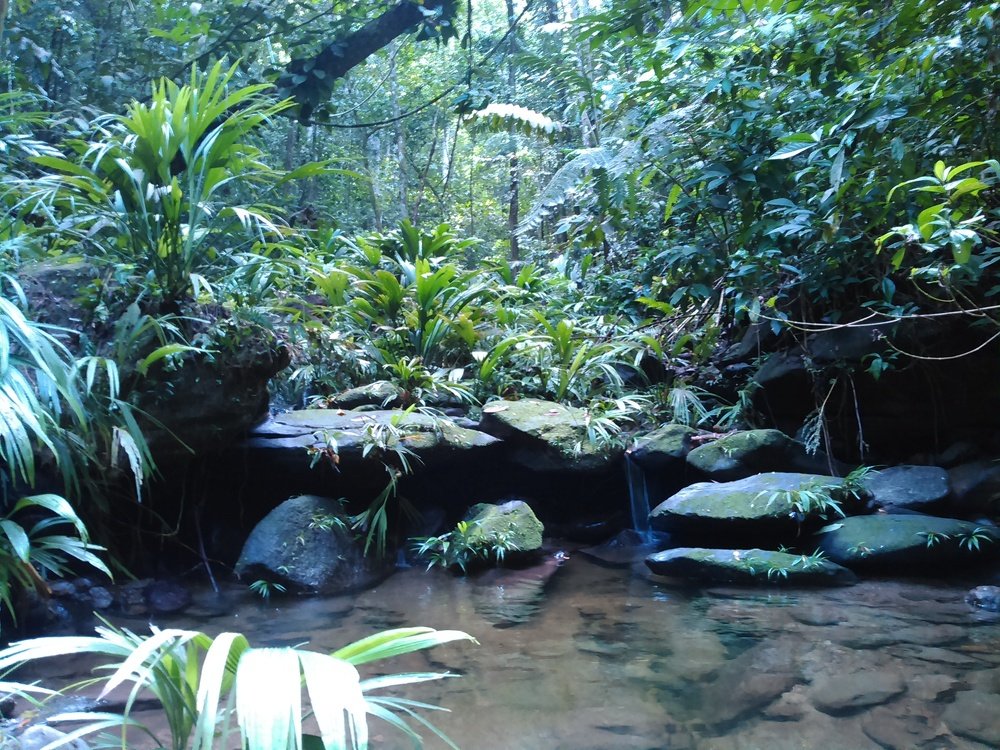 Virgin forest of the Sorte mountain in Yaracuy, Venezuela.