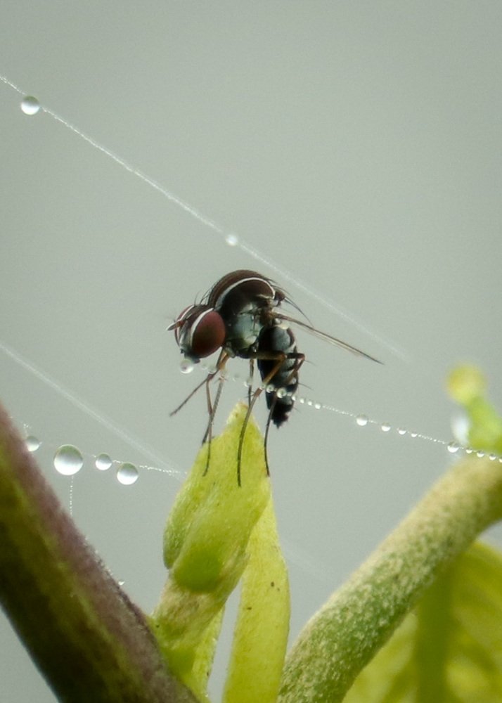 Фотография автора Vengadesh s Sago