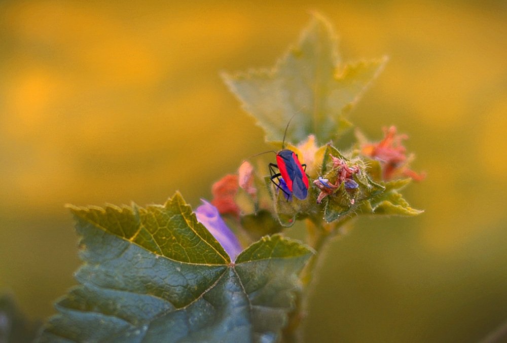 Photograph by Яков