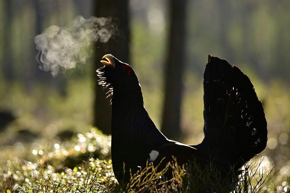 *Курящий* глухарь на току.