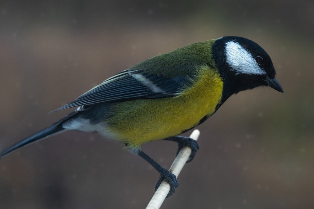 Photograph by Алина Сильченко