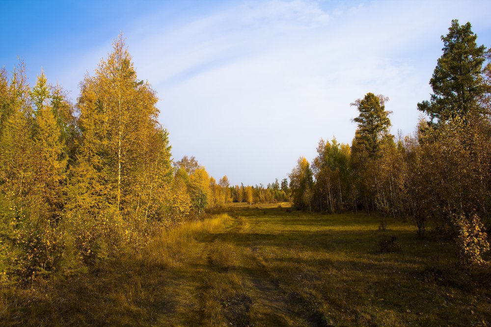 Лесная дорога.