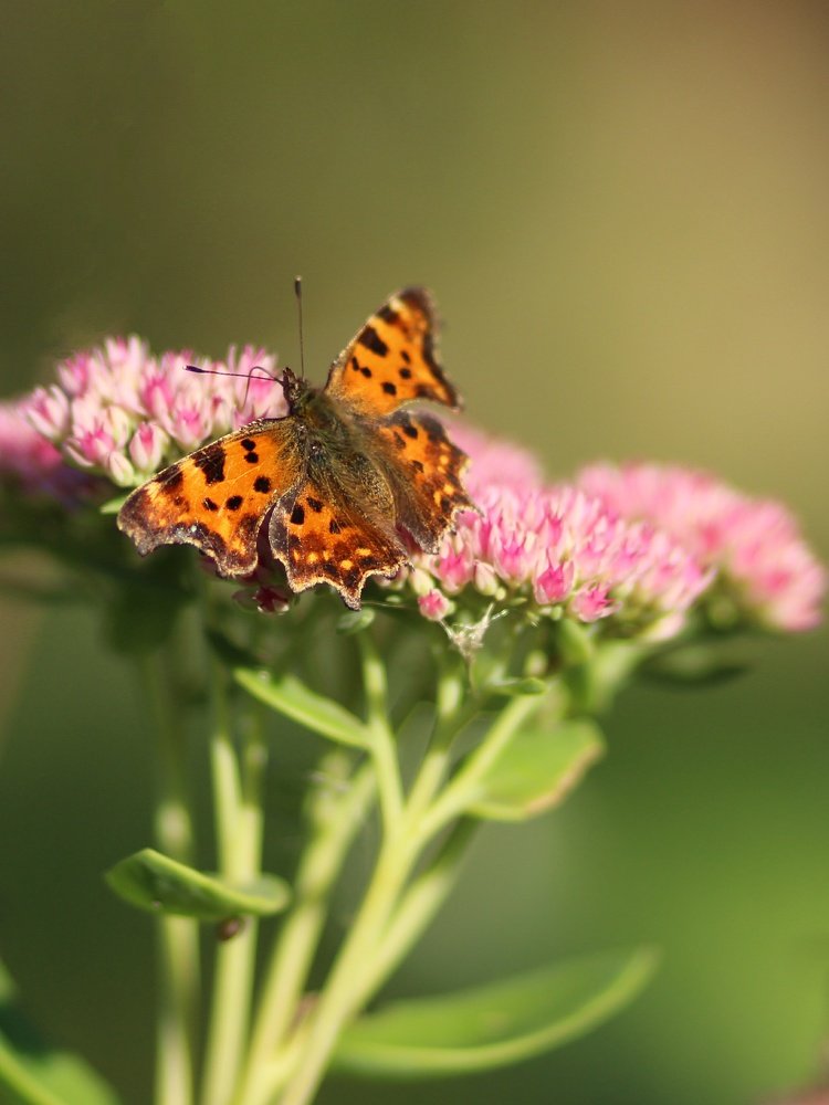 Photograph by Светлана Богомолова
