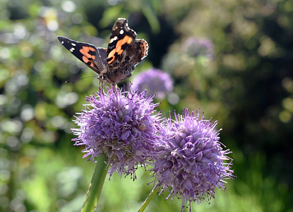 Photograph by Светлана Титова