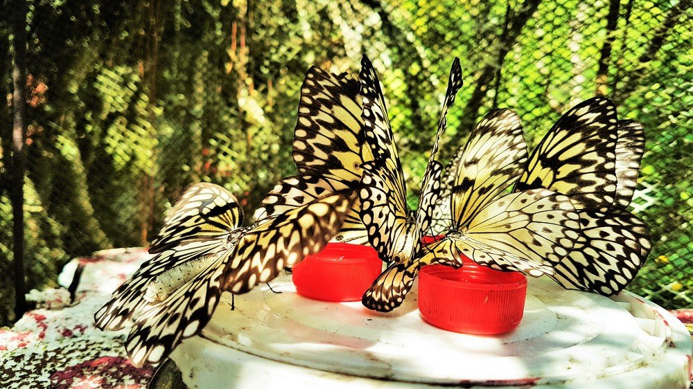 Фотография автора Adiebert Cornejo