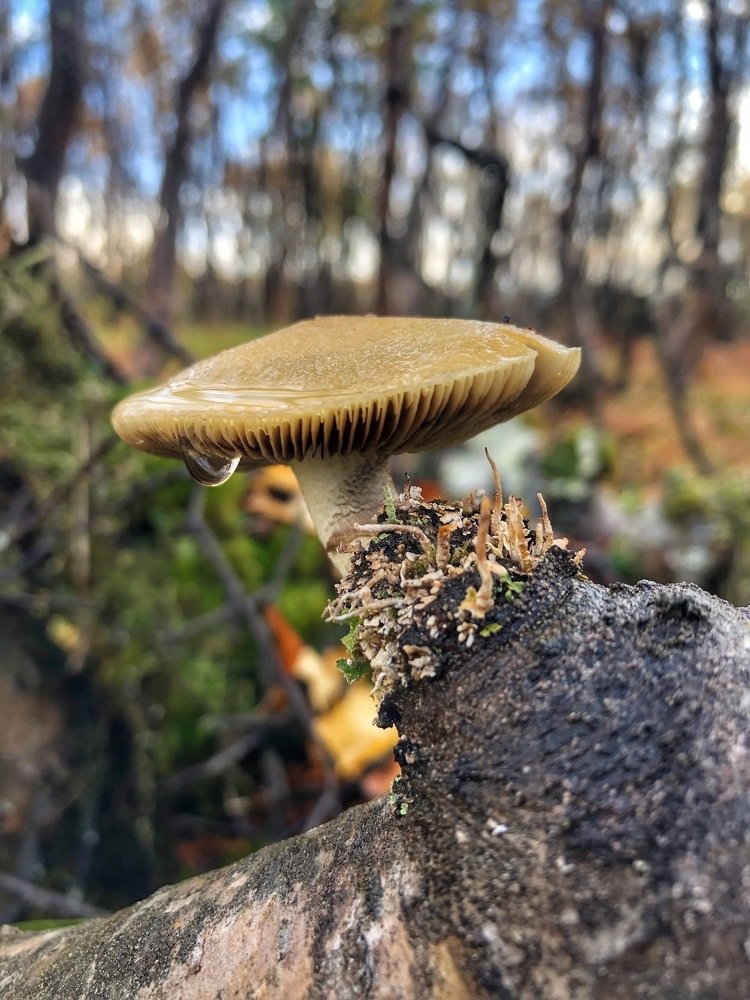 Photograph by Оксана Шеховцова