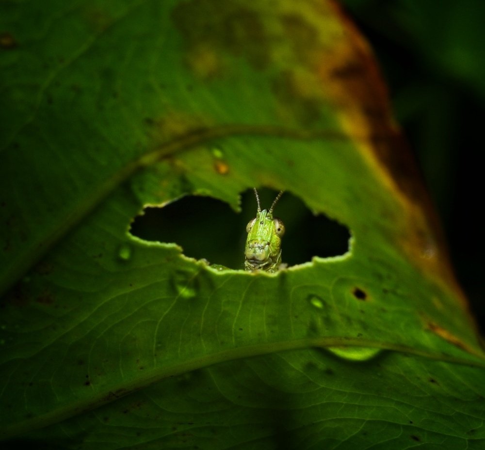 Photograph by Ankan Das